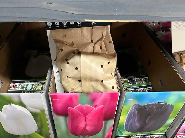 Tulpenbollen - afbeelding 11 van  11