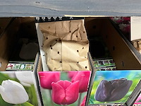 Tulpenbollen - afbeelding 11 van  11