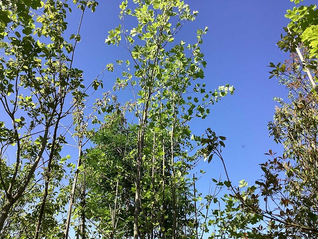 Tulpenboom - laanboom - afbeelding 1 van  2