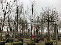 Tulpenboom - parkboom - afbeelding 1 van  3