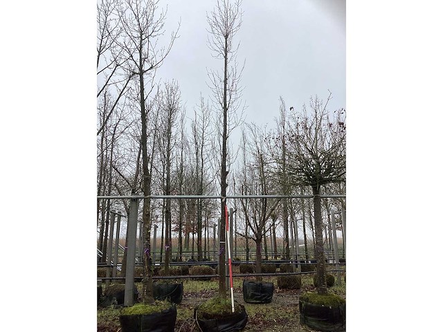 Tulpenboom - parkboom - afbeelding 2 van  3