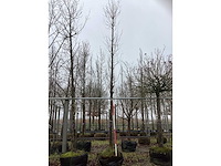 Tulpenboom - parkboom - afbeelding 2 van  3