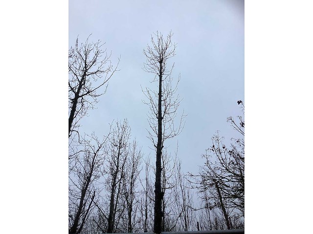 Tulpenboom - parkboom - afbeelding 3 van  3