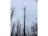 Tulpenboom - parkboom - afbeelding 3 van  3