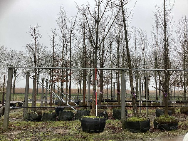 Tulpenboom - sierboom - afbeelding 1 van  3