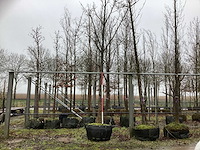 Tulpenboom - sierboom - afbeelding 1 van  3