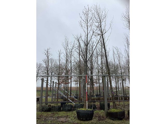 Tulpenboom - sierboom - afbeelding 2 van  3