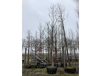 Tulpenboom - sierboom - afbeelding 2 van  3