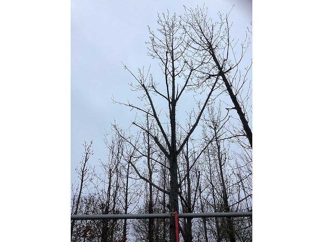 Tulpenboom - sierboom - afbeelding 3 van  3