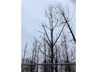 Tulpenboom - sierboom - afbeelding 3 van  3