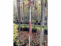 Tulpenboom - sierboom