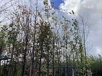 Tulpenboom - sierboom