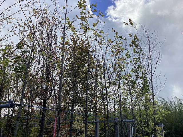 Tulpenboom - sierboom - afbeelding 1 van  2