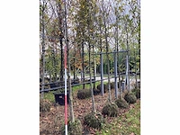 Tulpenboom - sierboom - afbeelding 2 van  2