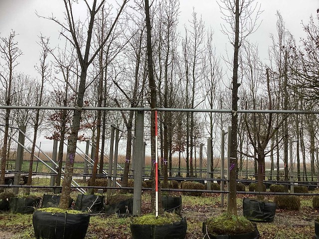 Tulpenboom - vormboom - afbeelding 1 van  3