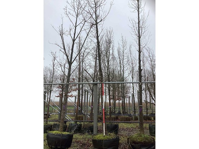 Tulpenboom - vormboom - afbeelding 2 van  3