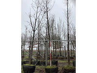 Tulpenboom - vormboom - afbeelding 2 van  3