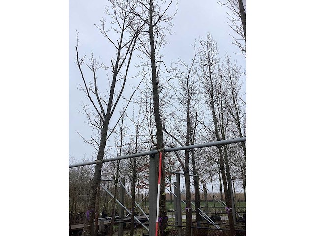 Tulpenboom - vormboom - afbeelding 3 van  3