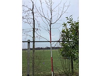 Tulpenboom - vormboom - afbeelding 1 van  2