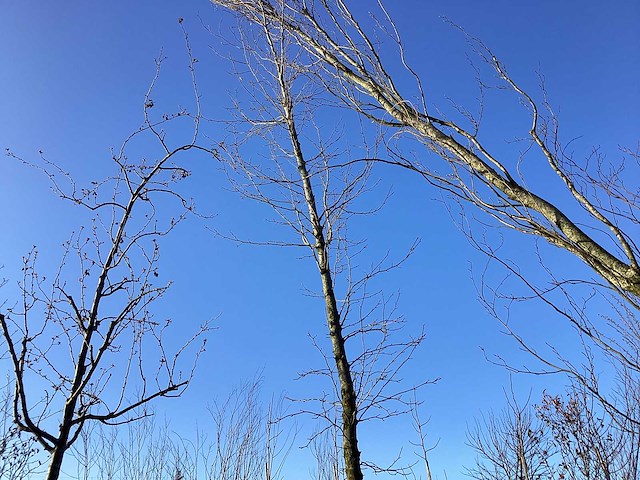 Tulpenboom - vormboom - afbeelding 1 van  2