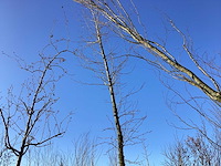 Tulpenboom - vormboom - afbeelding 1 van  2