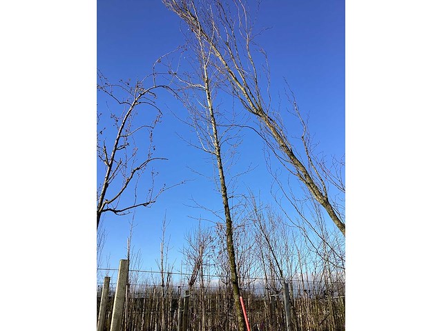 Tulpenboom - vormboom - afbeelding 2 van  2