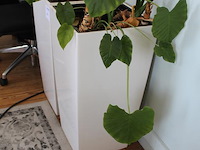 Twee kunststoffen bloempotten. afmeting 40 x 40 x 76 cm. - afbeelding 2 van  2