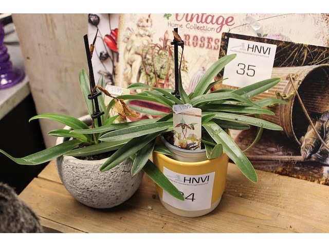 Twee orchideeën in pot. - afbeelding 1 van  2