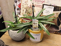 Twee orchideeën in pot. - afbeelding 1 van  2