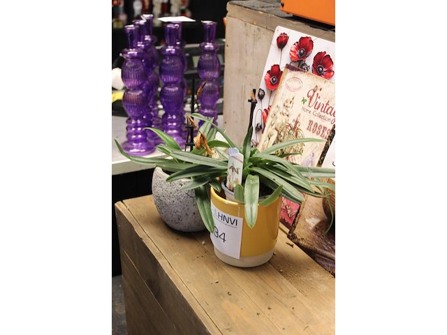 Twee orchideeën in pot. - afbeelding 2 van  2