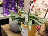 Twee orchideeën in pot. - afbeelding 2 van  2