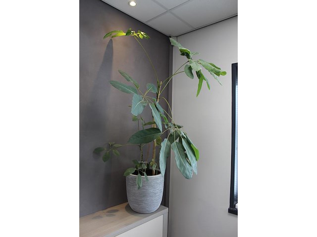 Twee planten in pot - afbeelding 3 van  3