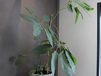 Twee planten in pot - afbeelding 3 van  3