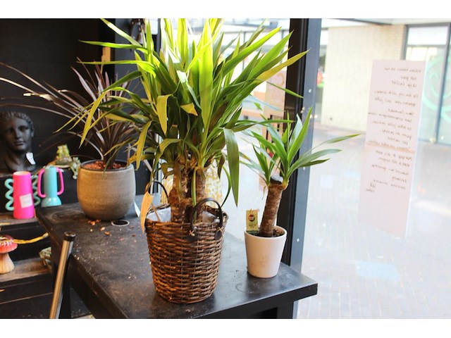 Twee planten in pot. - afbeelding 1 van  3