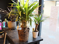 Twee planten in pot. - afbeelding 1 van  3