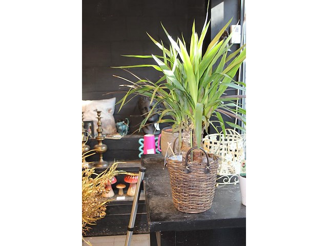 Twee planten in pot. - afbeelding 2 van  3