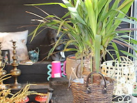 Twee planten in pot. - afbeelding 2 van  3