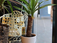 Twee planten in pot. - afbeelding 3 van  3