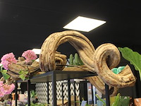 Twee stuks liaan. lengte ca. 100 cm. - afbeelding 2 van  3