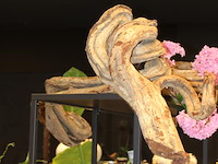 Twee stuks liaan. lengte ca. 100 cm. - afbeelding 3 van  3