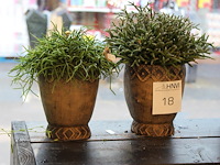 Twee vetplanten in pot o.a. hoogte 30 cm. - afbeelding 1 van  2