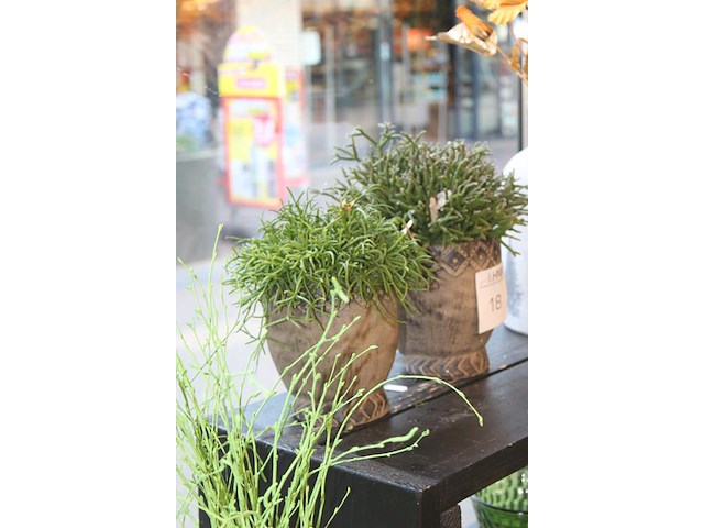 Twee vetplanten in pot o.a. hoogte 30 cm. - afbeelding 2 van  2