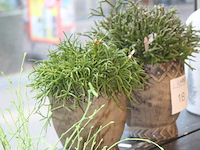 Twee vetplanten in pot o.a. hoogte 30 cm. - afbeelding 2 van  2