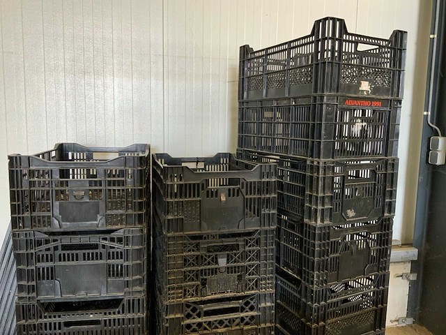 Twinpack / bulbfust / etc. l60 x b40cm stapelkrat (65x) - afbeelding 7 van  8
