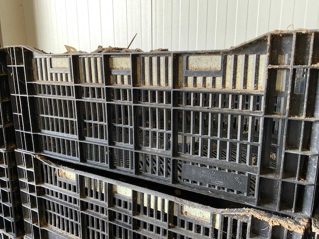 Twinpack / bulbfust / etc. l60 x b40cm stapelkrat (65x) - afbeelding 4 van  8