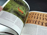 Uber rehe - afbeelding 4 van  5