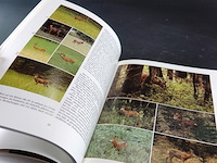 Uber rehe - afbeelding 5 van  5