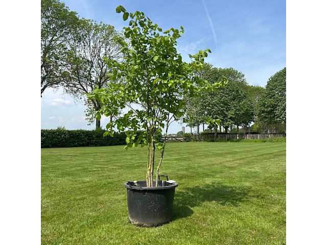 Ulmus leavis (fladderiep) - afbeelding 1 van  2