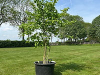 Ulmus leavis (fladderiep)