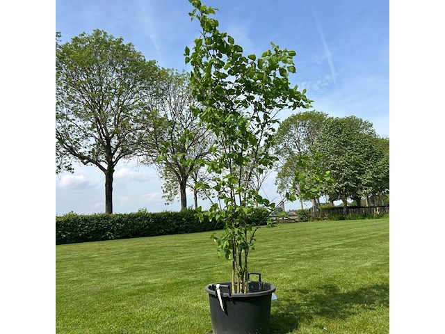 Ulmus leavis (fladderiep) - afbeelding 1 van  2